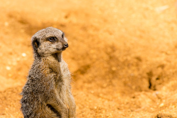 Meerkat
