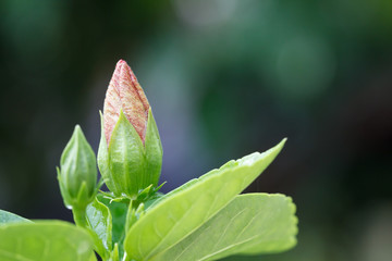 Pink hibiscus flowers before bloom