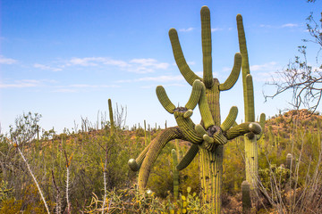 Saguaro Cactus With Arms Going Many Ways