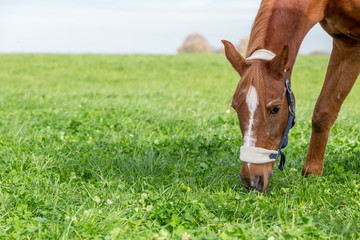 Horses