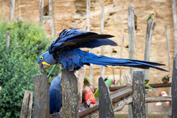 Hyacinth macaw parrot

