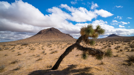 Plakat Mojave Desert 