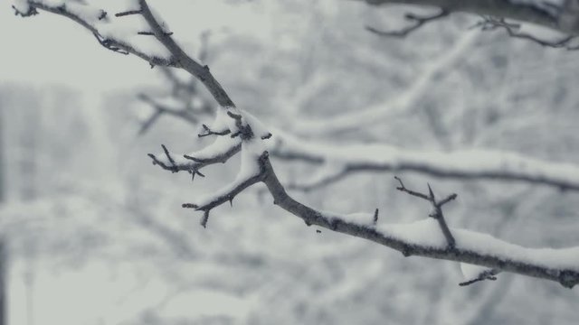 Winter landscape with falling snow. Detail of a tree twig. Everything is covered with fresh powder. Intense atmosphere like Nordic detectives. Winter background for Christmas theme. Static day shot.