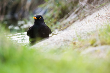 European common blackbird bathing in a puddle of water