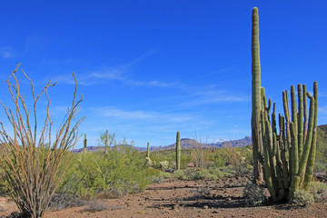 Organ Pipe, Saguaro and Ocotillo cactuses in Organ Pipe Cactus National Monument, Ajo, Arizona, USA