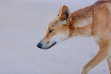 Dingo on the beach in Great Sandy National Park, Fraser Island Waddy Point, QLD, Australia