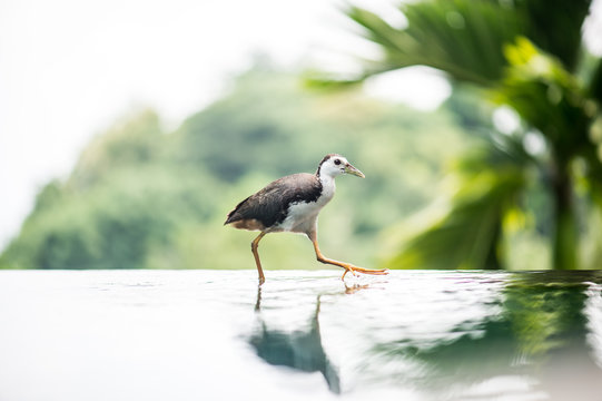 white-breasted waterhen