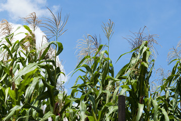 Young corn in Guatemala. Zea mays. grain