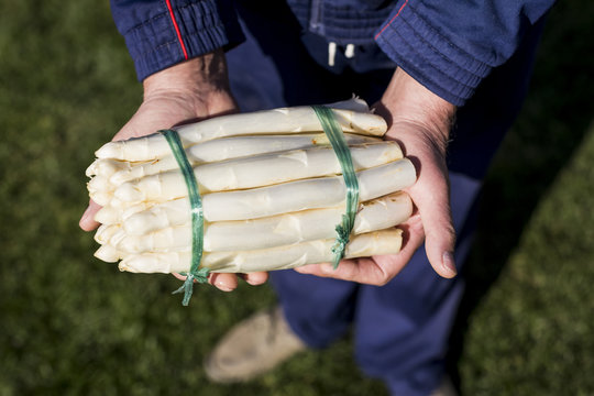 Harvesting process of fresh white asparagus