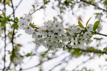 White flowers of the cherry blossoms on a spring day in the garden