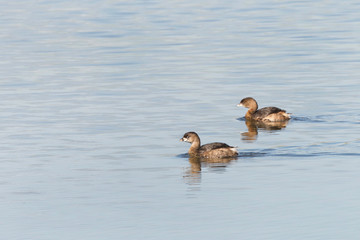 Two Pied Billed Grebe swimming in calm water. The pied-billed grebe is primarily found in ponds throughout the Americas