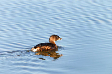 Pied Billed Grebe swimming in calm water. The pied-billed grebe is primarily found in ponds throughout the Americas