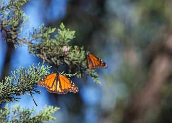 Two Monarch Butterflies in a pine tree. The monarch butterfly may be the most familiar North American butterfly and an iconic pollinator species.