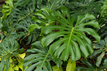 Monstera deliciosa leaves. tropical leaves in a park