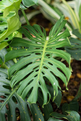 Monstera deliciosa leaves. tropical leaves in a park