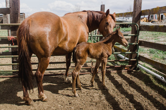 mare with her filly