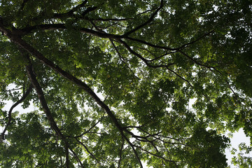 tree view from below. leaves and branches view for background and wallpaper