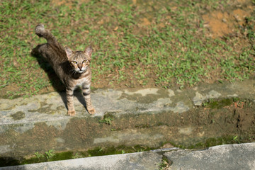 striped shot hair cat on a green grass