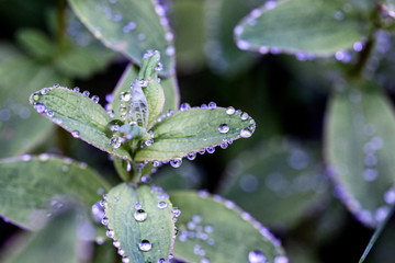 mint with drops of dew