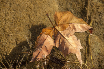 Hoja de otoño