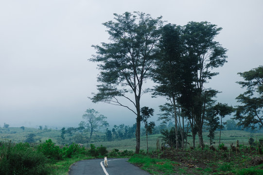 Misty landscape on volcano
