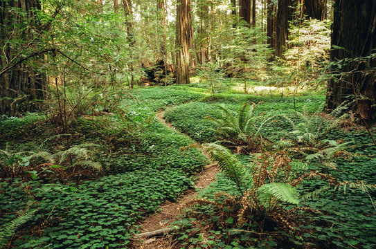 Forest Pathway