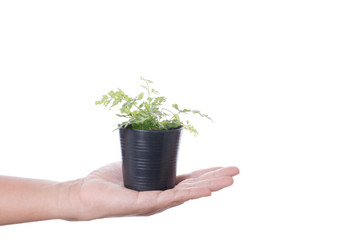 Hand holding small plant pot of Cyathea Dealbata or silver fern on white background