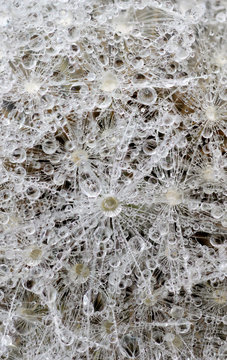 Dewdrops on dandelion seed head