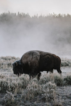 Bison on a cold morning