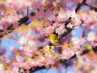 河津桜とメジロ