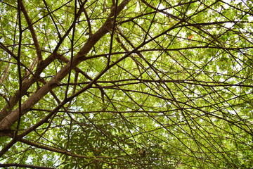 Under the tree in the garden