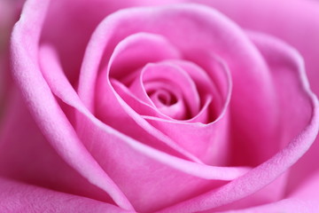 Close up of a beautiful pink rose