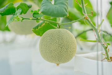 young green melon or cantaloupe growing in the greenhouse
