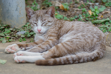 Portrait of a little brown cat sleep on the ground