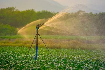 watering young green corn field in the agricultural garden by water springer and light shines sunset