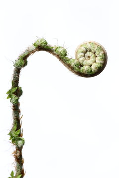 Unfolding fiddle head fern leaves
