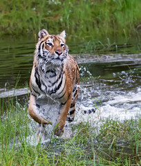 Fototapeta na wymiar Siberian Tiger Juvenile