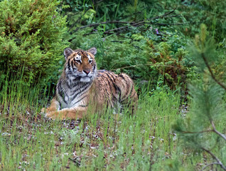 Siberian Tiger Juvenile
