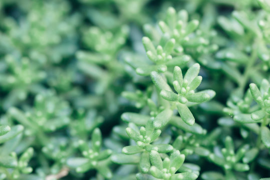 Close-up of stonecrop sedum plant during spring
