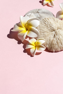 Tropical shells and coral with flowers on pink background