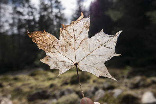 Leaf skeleton