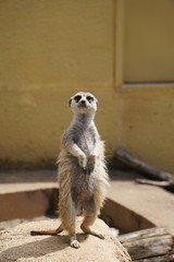 Fototapeta premium Meerkat ミーアキャット