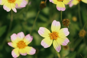 Diasy flower in tropica