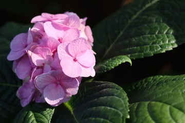 Fototapeta premium Hydrangeas flower in tropical