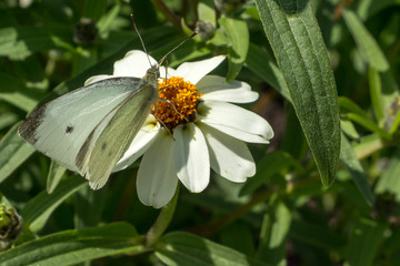 white moth