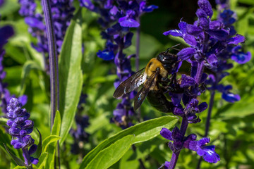purple bee