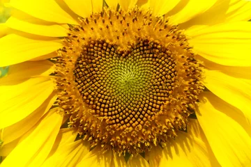  Sunflower with Heart form. © apisitwilaijit29