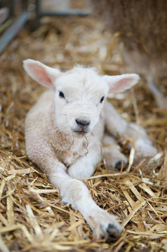 Newborn lam standing with his Mother