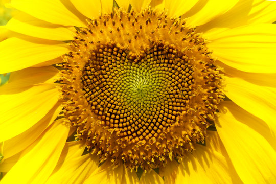 Sunflower with Heart form.