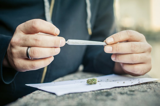 Preparing marihuana drug cigar. Rolling cannabis into paper with filter